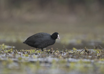 Eurasian coot 