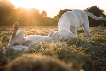 zwei kleine labrador retriever hunde spielen auf einer wiese zusammen