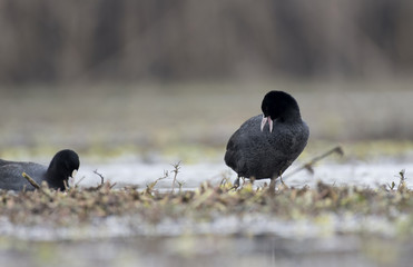 Eurasian coot 