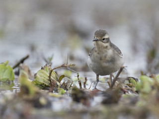 Adult male yellow wagtail
