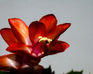 Blossom and red petals of flower
