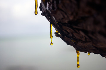 Resin dripping from a tree