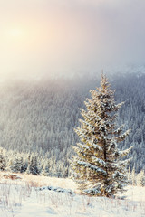 Winter landscape glowing by sunlight. Dramatic wintry scene. Car