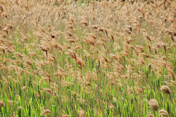Reed (Scirpus gen.) spinney © Unkas Photo