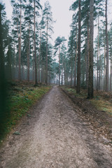 Long Forest Path