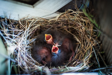 Chicks in nest.