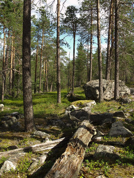 Forest in Sodankylä, Finland