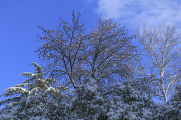 Spruce branches covered with snow in winter