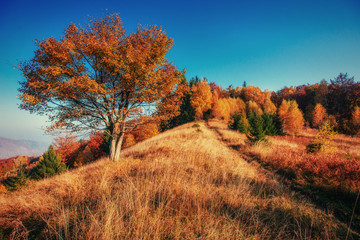 Fototapeta premium Forest Road in the autumn. Landscape. Ukraine Europe