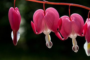ping flowers close up