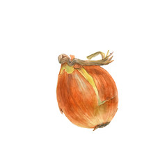 Allium cepa. Hand made Botanical watercolor illustration of yellow onion on white background