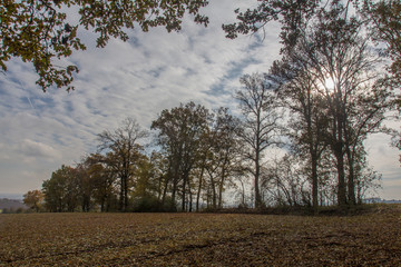 spring landscape