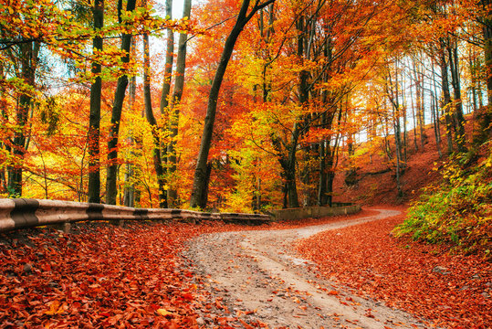 autumn alley. Beauty world. Carpathians Ukraine Europe