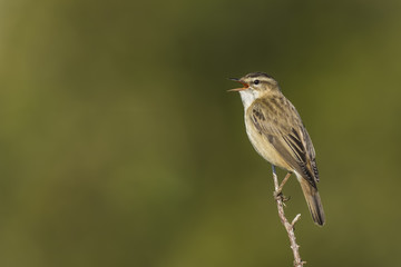 Sedge Warbler, Acrocephalus schoenobaenus, singing