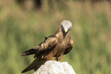 Black Kite, Milvus migrans, portrait
