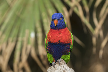 rainbow lorikeet (Trichoglossus moluccanus)