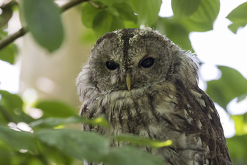 Tawny owl (Strix aluco) winking a eye
