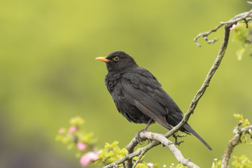 Blackbird (turdus merula) singing in a tree