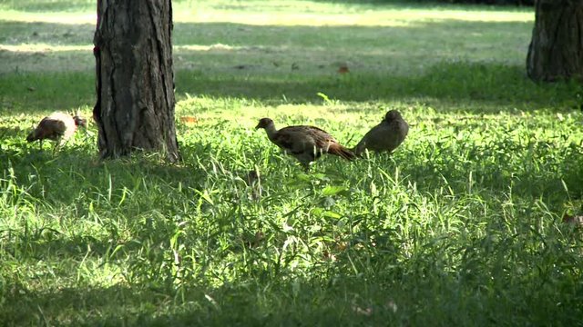 pheasants in a forest