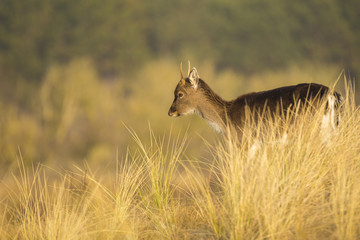 Fallow deer fawn (Dama Dama) in Winter