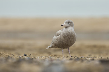 glaucous gull Larus hyperboreus