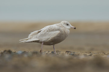 glaucous gull Larus hyperboreus
