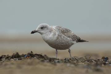 Iceland gull Larus glaucoides