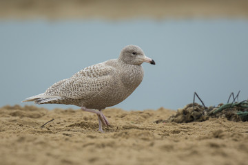 glaucous gull Larus hyperboreus