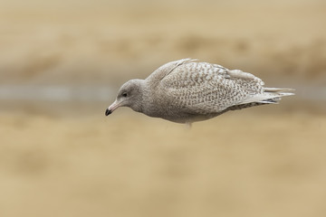 glaucous gull Larus hyperboreus