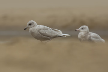 Fototapeta premium Iceland gull Larus glaucoides