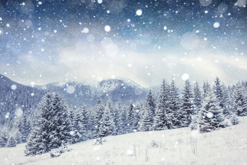 Fototapeta na wymiar starry sky in winter snowy night. Carpathians, Ukraine, Europe
