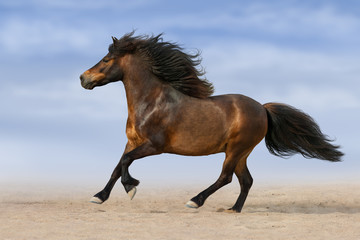 Fototapeta na wymiar Bay pony with long mane run against blue sky