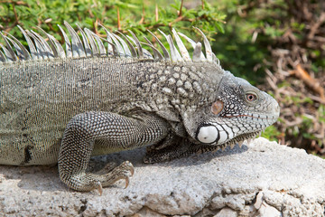 Schöner Leguan
