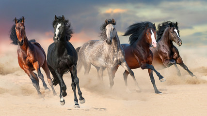 Horse herd run gallop on desert dust against beautiful sunset sky