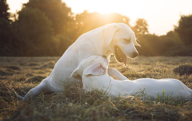 zwei kleine labrador retriever hunde spielen auf einer wiese zusammen 