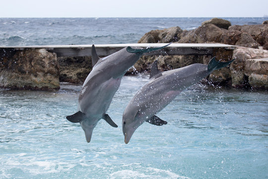 Fliegende Delfine im Meer