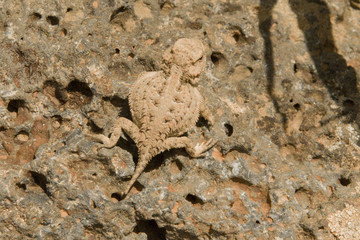 horney toad on a rock