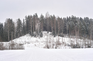 Winter landscape in pine tree forest, Karelian isthmus, Russia.