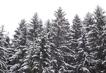 Winter landscape in pine tree forest, Karelian isthmus, Russia.