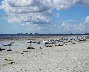 Möwen am Strand von Fort Myers