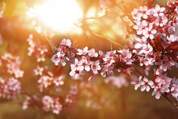 Kirschblüten im Gegenlicht als Hintergrund