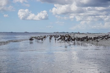 Fototapeta na wymiar Seevögel in Florida