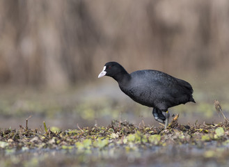  Fulica