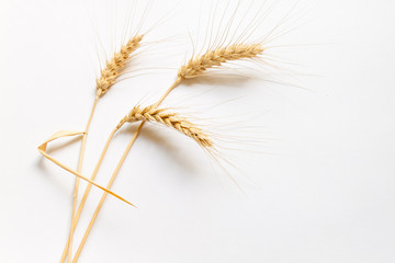 Hard wheat on white cardboard, close up