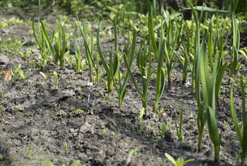 Young onion sprouts growing in the garden.