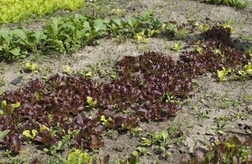 Young lettuce sprouts growing in the garden. Salad growing.