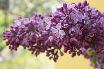 Lilac branch.