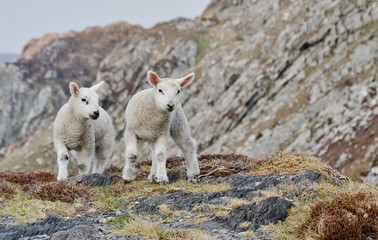 Two white cute irish or scottish spring lambs or small  baby sheep running and playing outside in a natural environment. The most popular farm animals in australia for dairy, milk and meat produce - 136997053