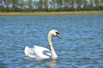 White swan swimming on a river