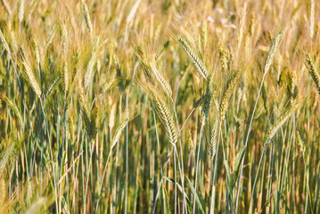 The rye crop (Secale cereale) on the field
